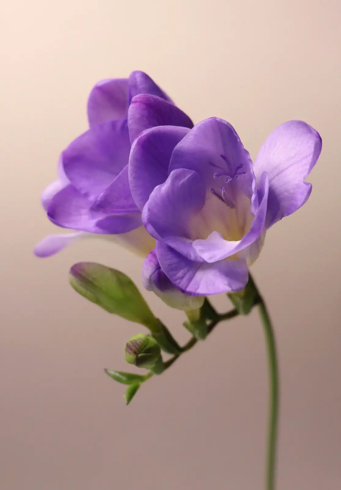freesia arching stems alyssum support