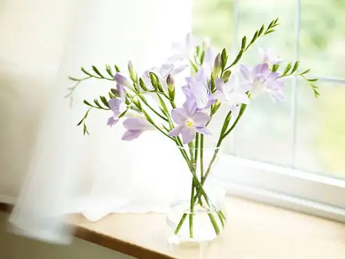 Bulb or Not? 7 Freesia Myths Gardeners Should Stop Believing