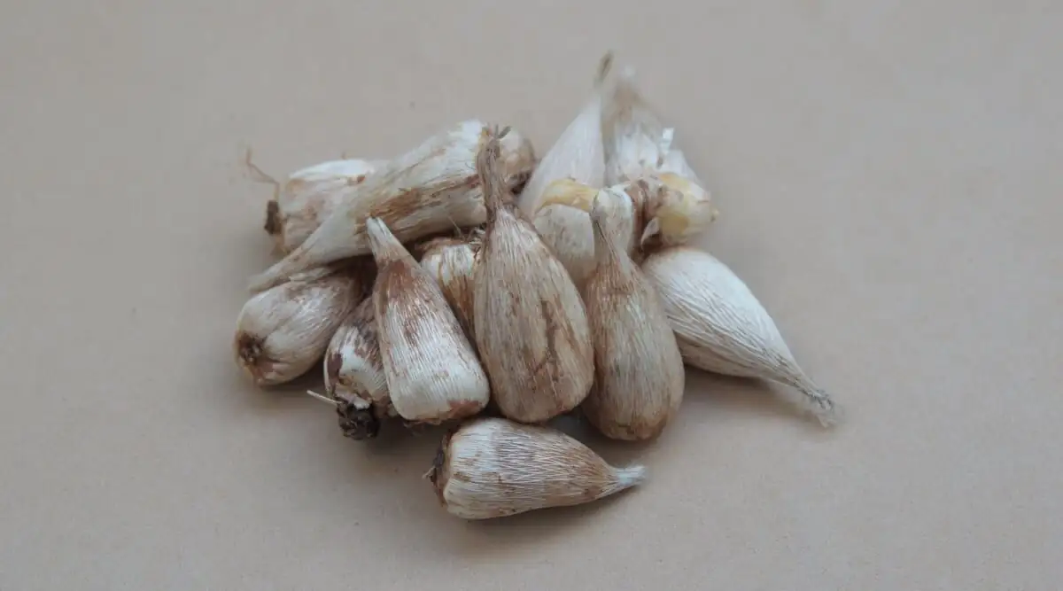 freesia corms with offsets