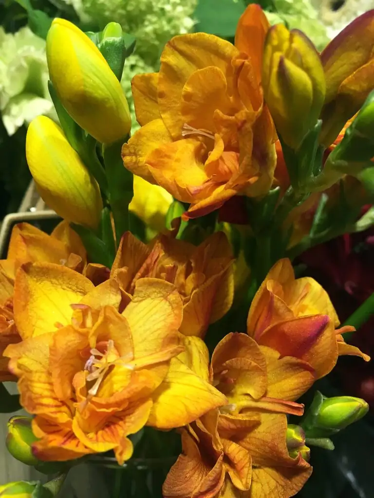 freesia pots east window