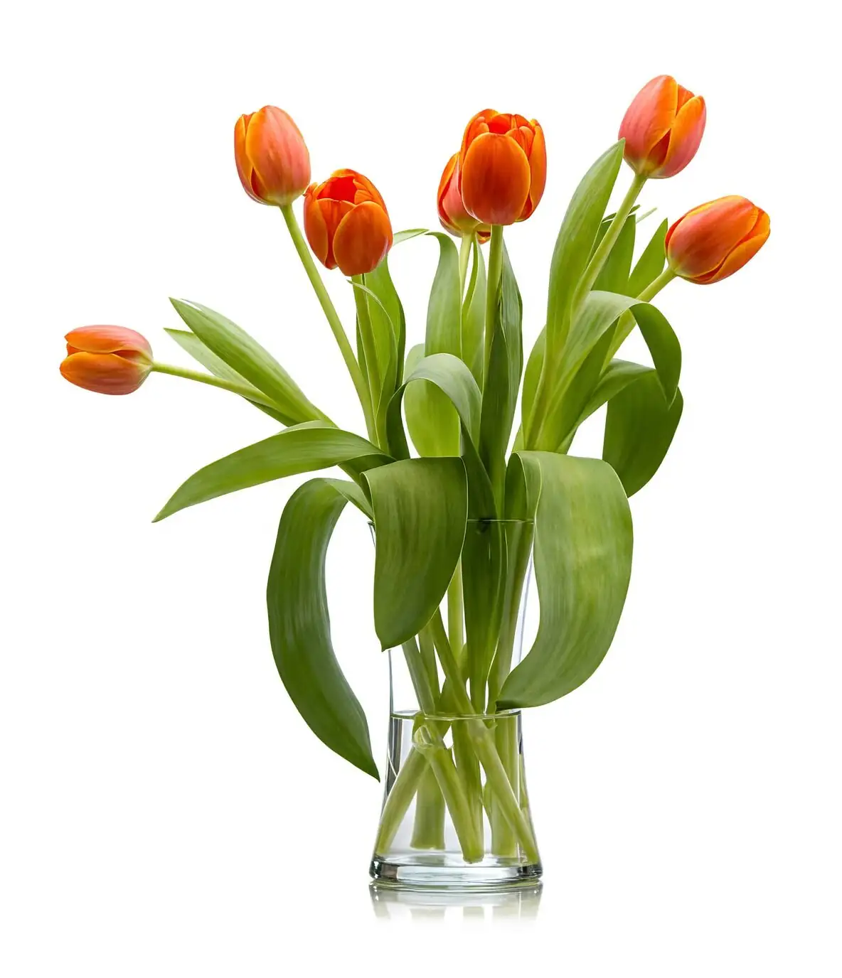 freesia cut flowers glass vase