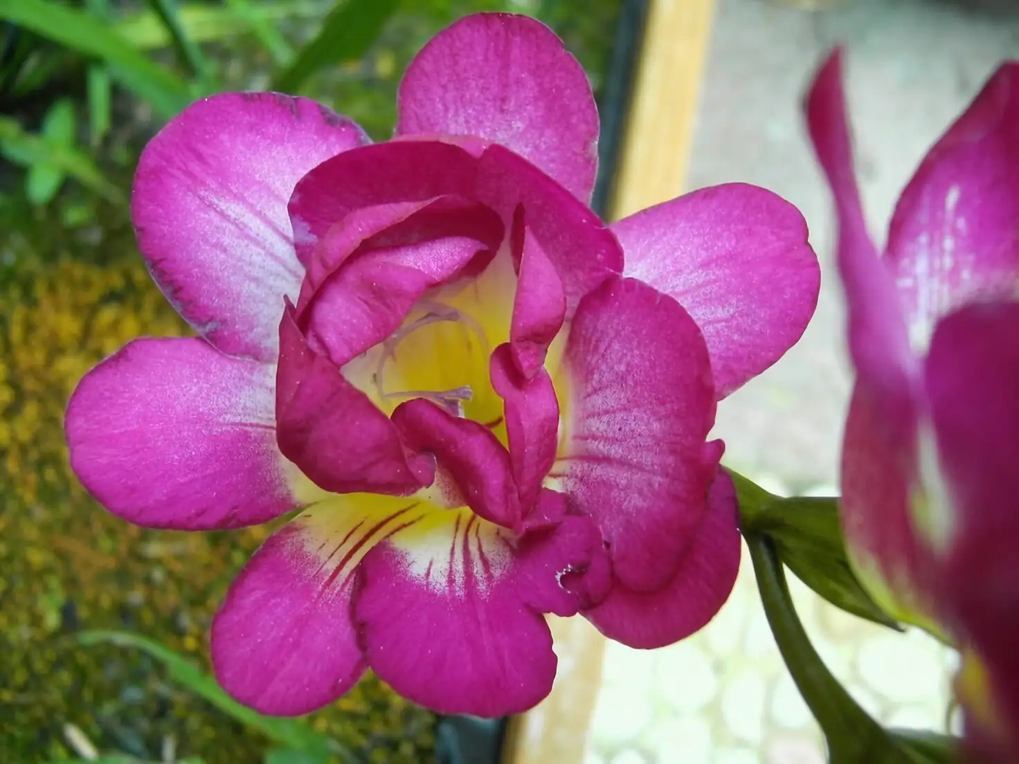 freesia flower spike close-up