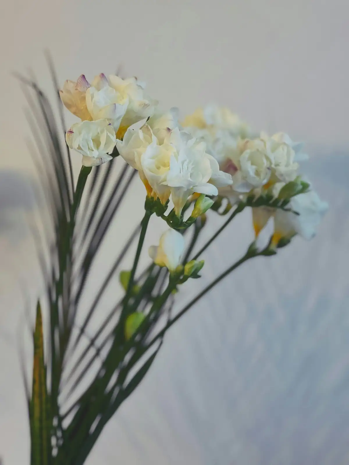 freesia corms and offsets