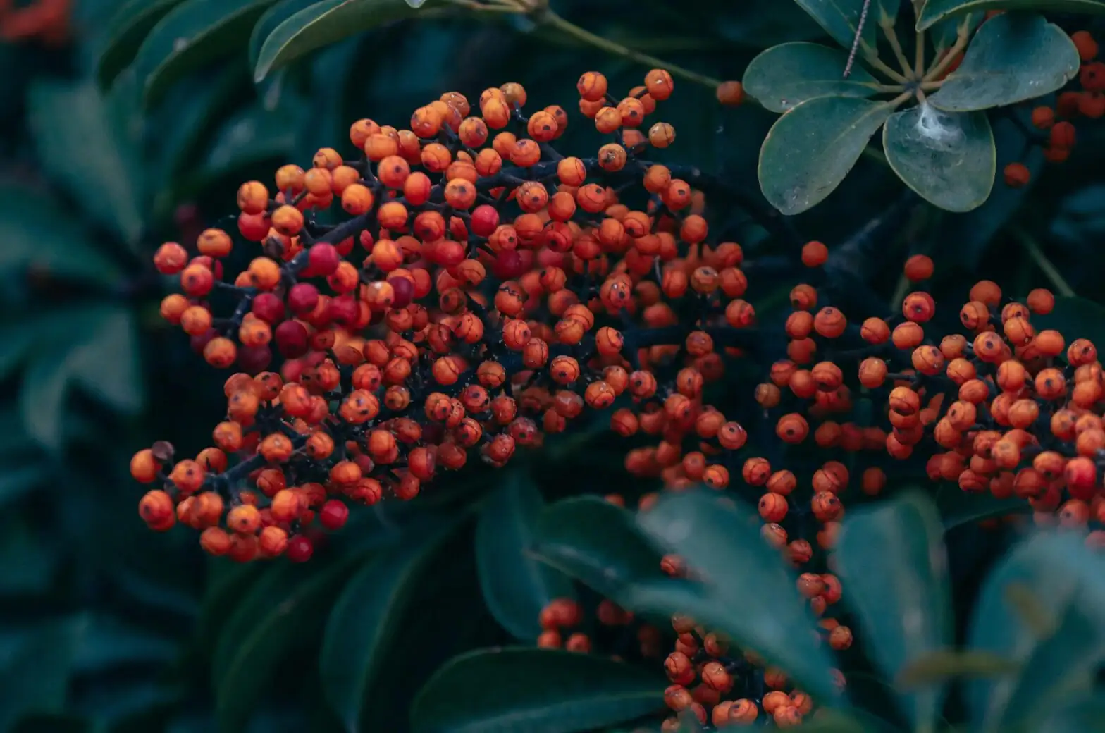 From Spring Buds to Winter Red: A Season-by-Season Care Playbook for Coralberry (Ardisia crenata)