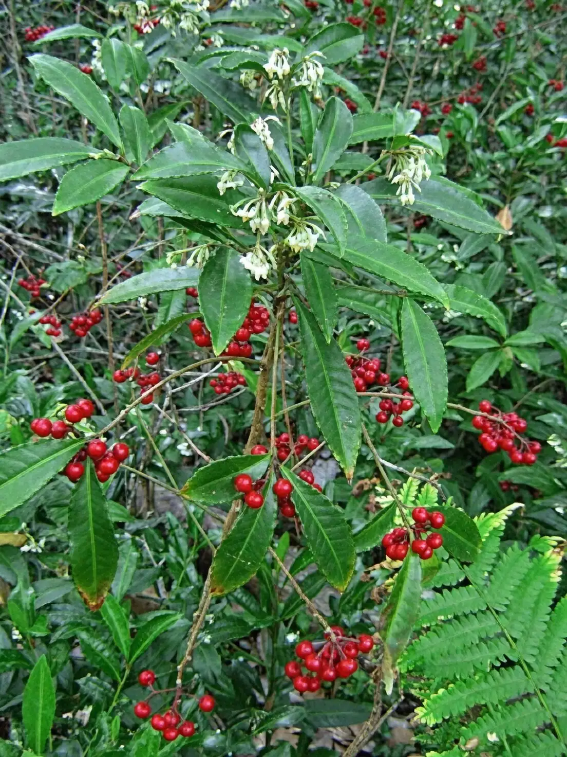 ardisia crenata hand pollination brush