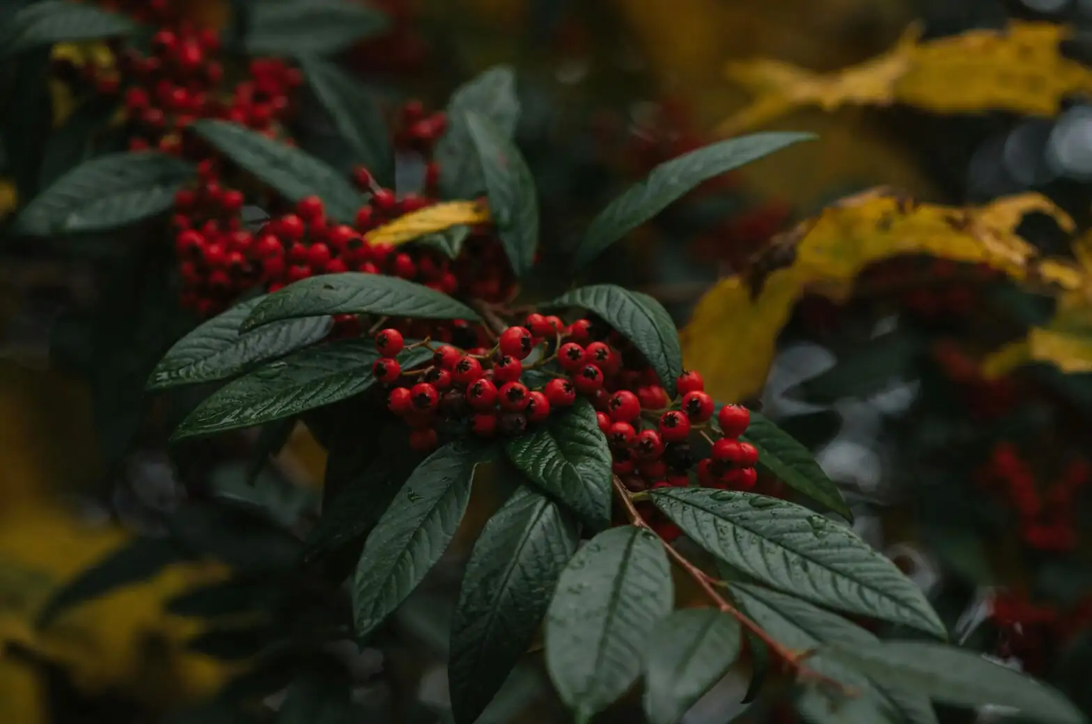 ardisia crenata green to red berries