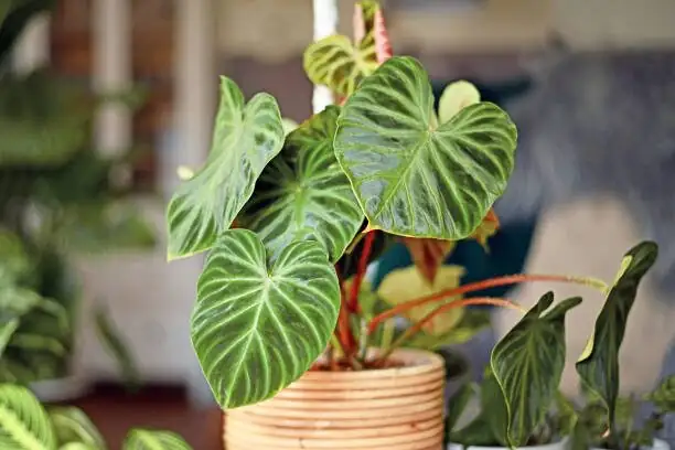 ardisia crenata repotting roots mix