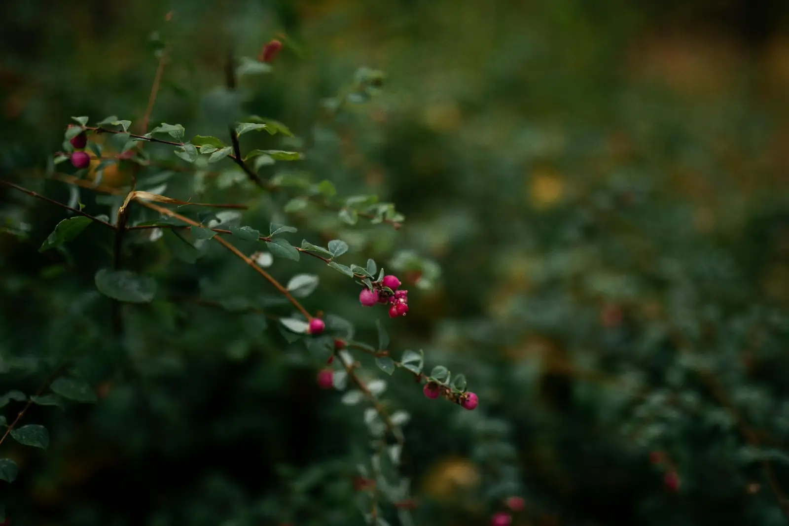 coralberry leaf spot close-up