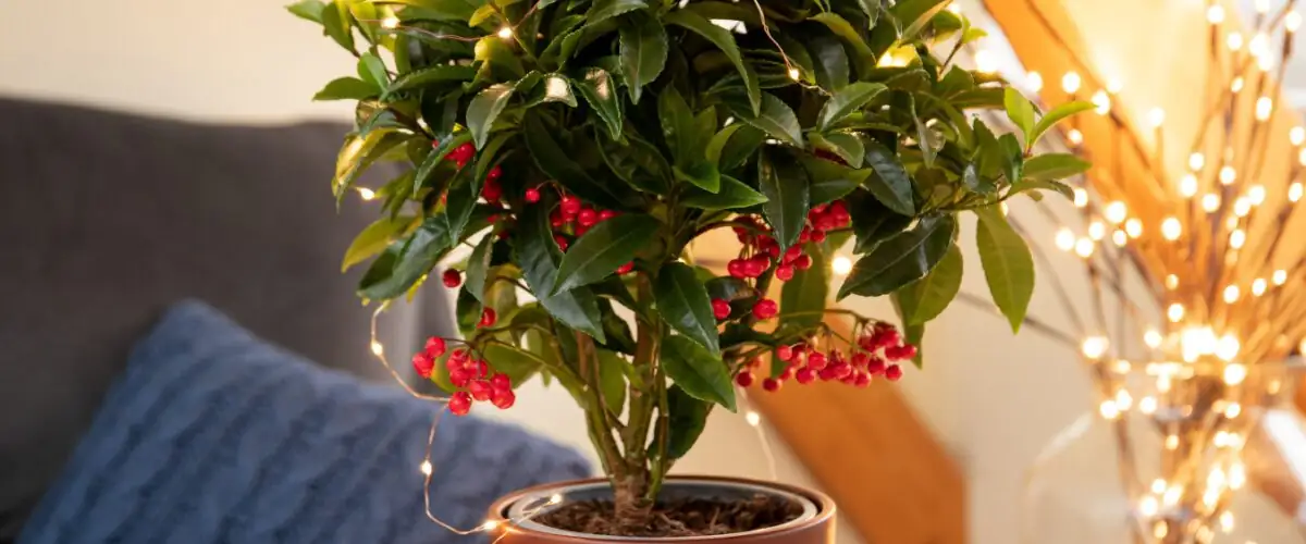 From Manryo to “Fortune Berries”: How a Red-Winter Shrub Traveled from East Asia to Holiday Decor Worldwide
