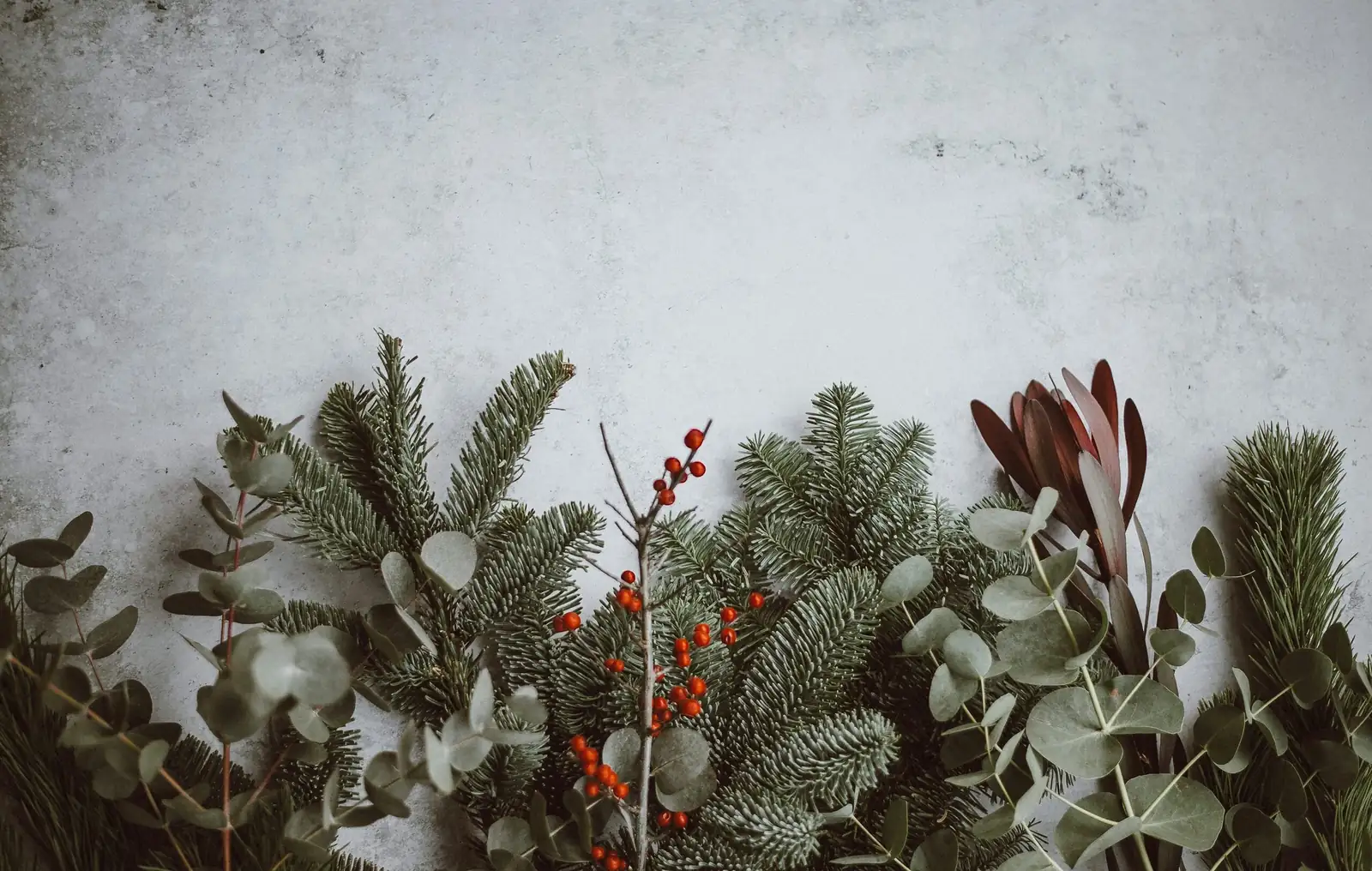 ardisia crenata holiday windowsill