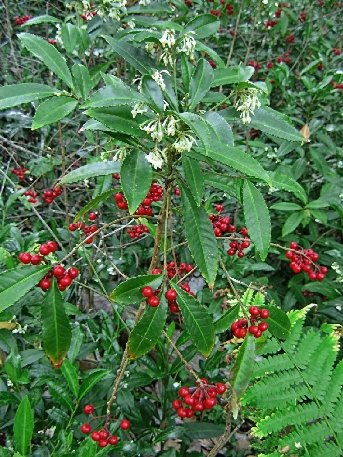 ardisia crenata hand pollination