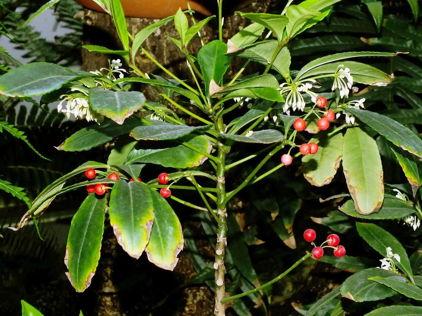ardisia crenata stem cuttings tray