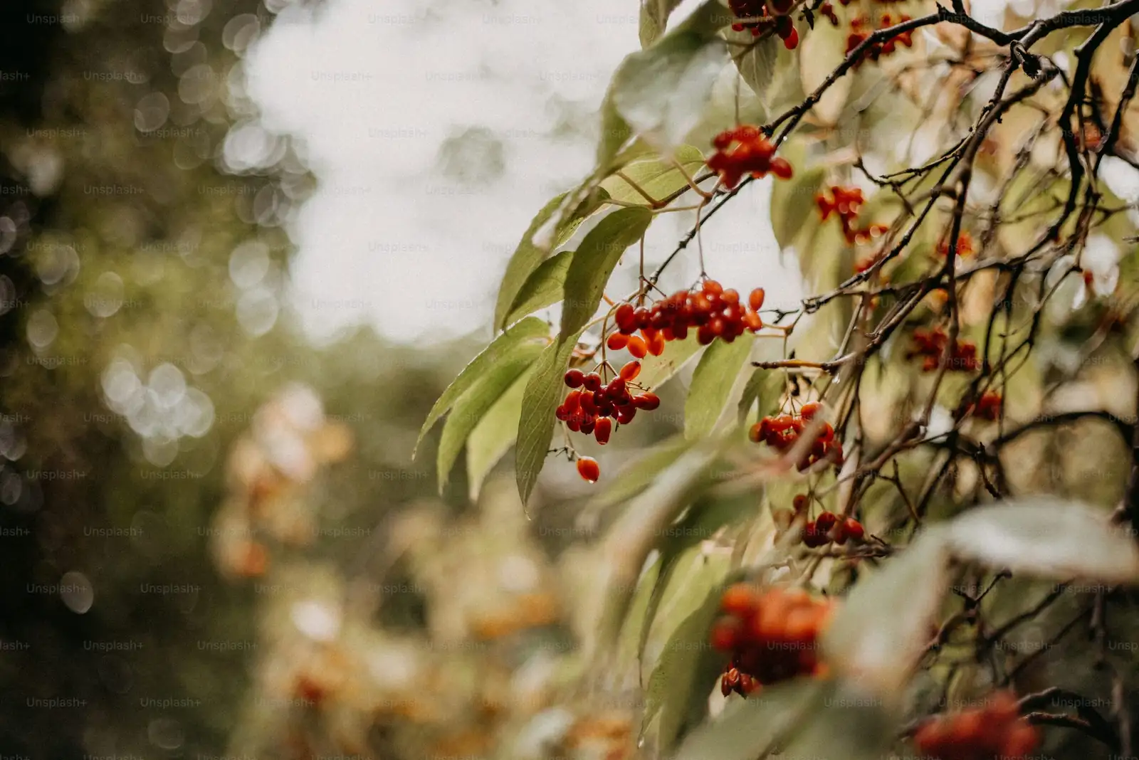 Why Those Red Beads Last for Months: 9 Quirky Coralberry Facts You’ll Want to Show Off