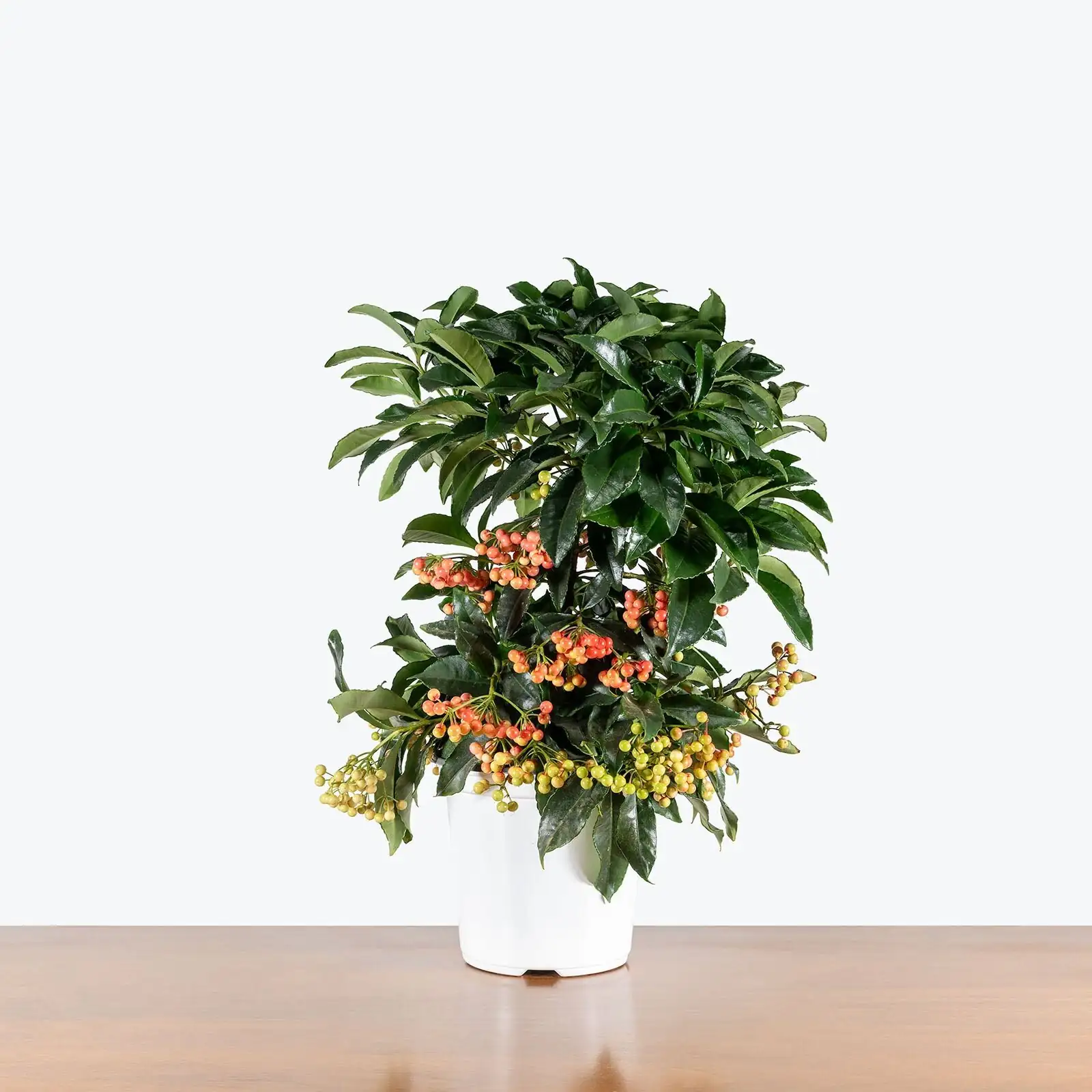 ardisia crenata east window sheer curtain