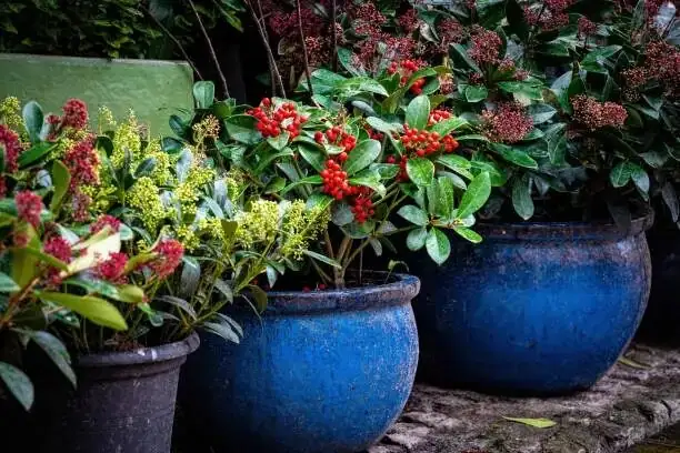 The Flower Language of Coralberry Explained: Prosperity, “Manryo” (万両), and the Red of New Year