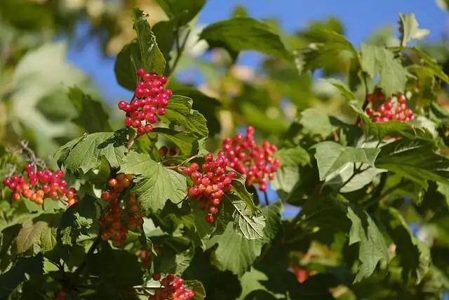 Ardisia crenata berries close-up