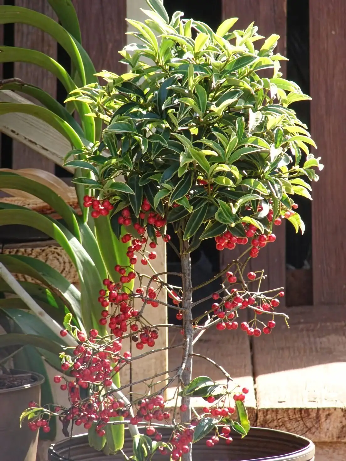 ardisia crenata wide base planter