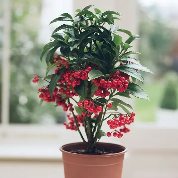 ardisia crenata vignette with fern