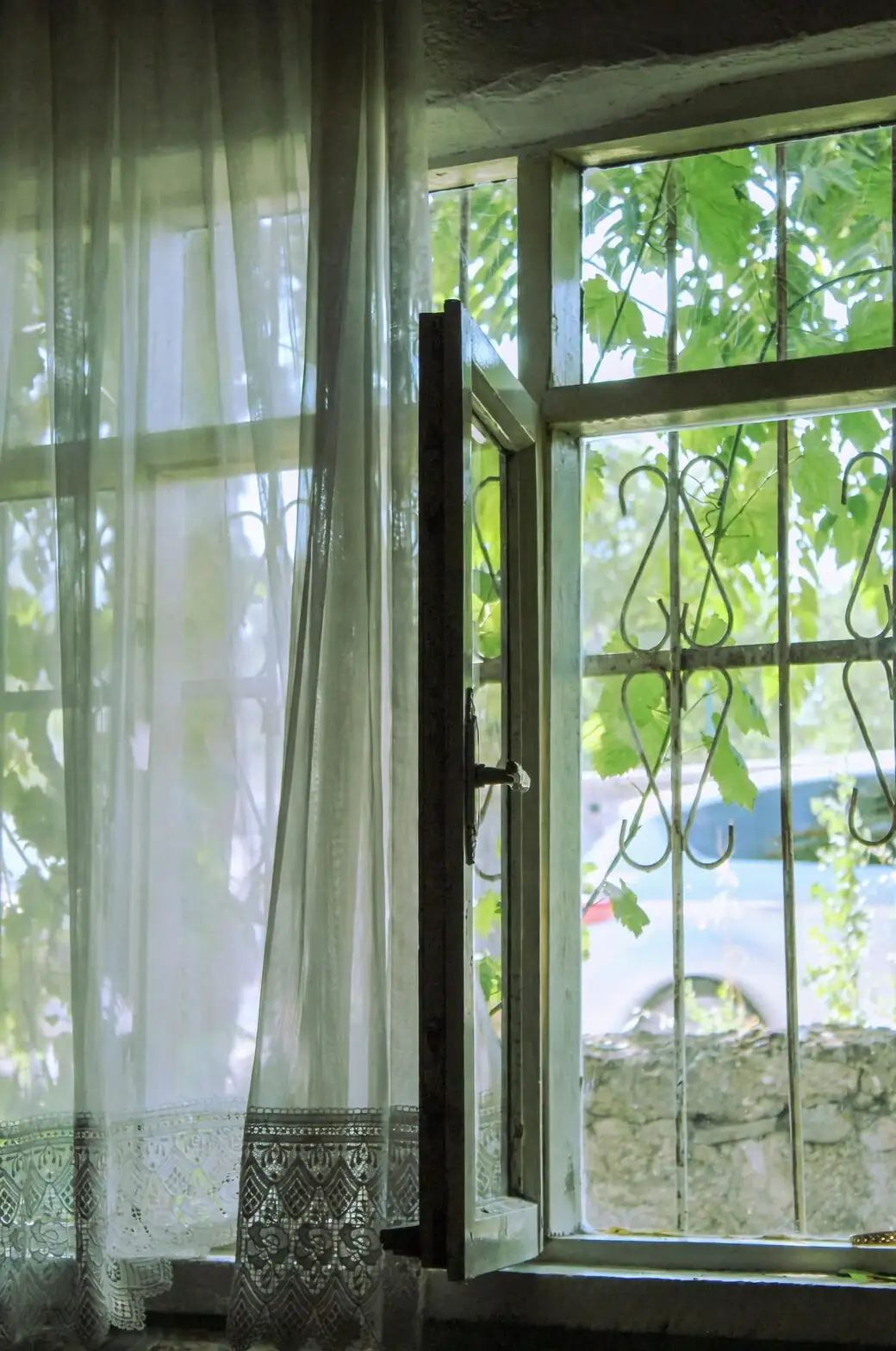 ardisia crenata east window sheer