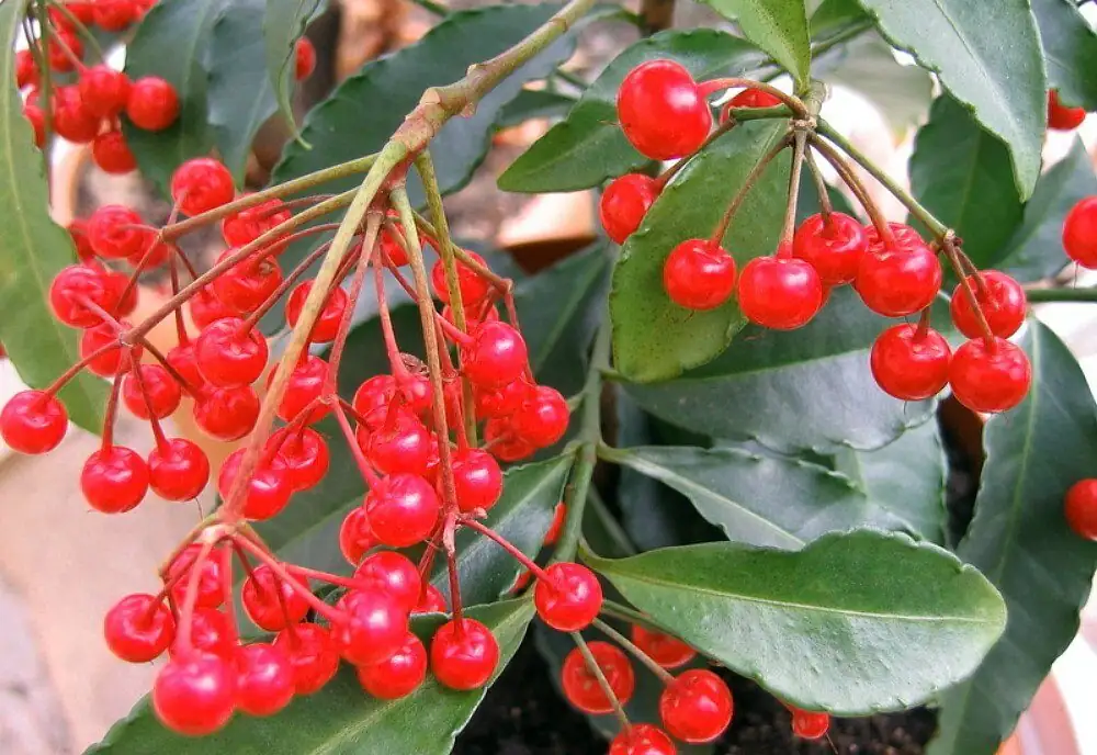 From Berry to Baby Shrub: The Definitive Propagation Masterclass (Seeds, Semi-Ripe Cuttings, Timing)