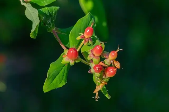 coralberry compact bushy red berries