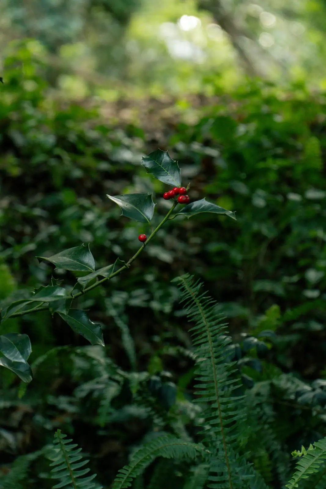 Set Spectacular Berries Indoors: A 10-Minute Hand-Pollination Ritual That Works