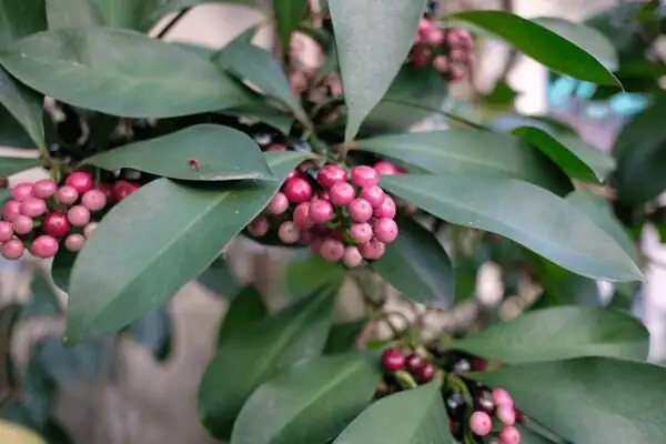 Ardisia crenata flowers close-up