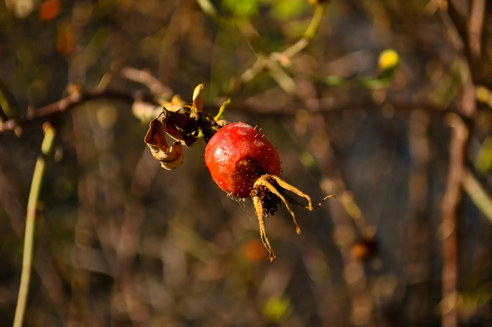 coralberry red berries close-up