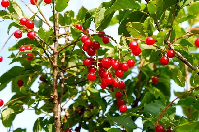 Glossy Leaves Start in the Pot: Build the Perfect Slightly Acidic Mix for Heavy Fruit Set