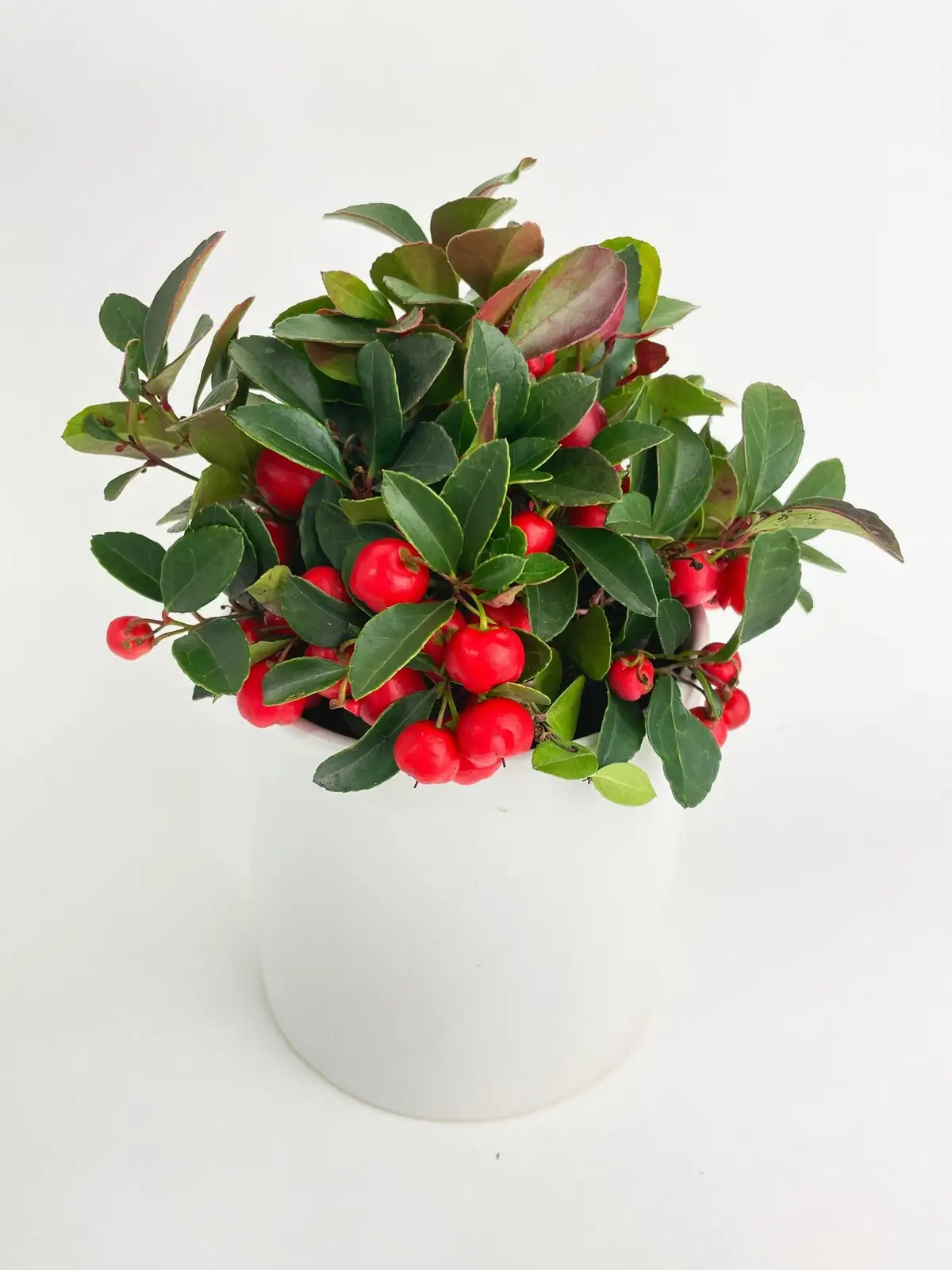 ardisia crenata soil pH meter