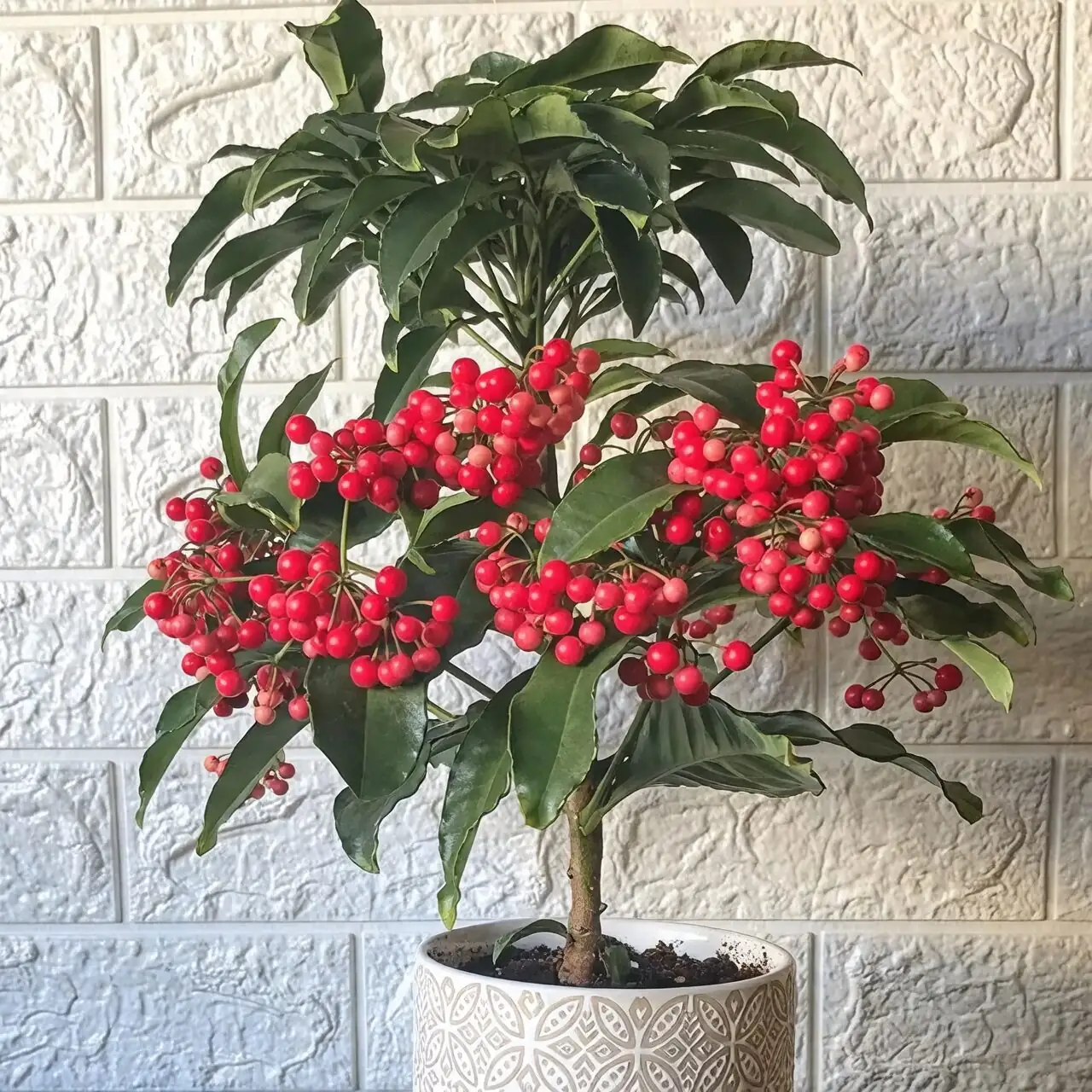 Prosperity Plant or Problem? Grow Coralberry Responsibly and Prevent Outdoor Escape