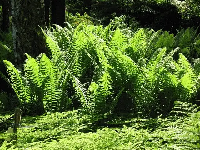 ardisia crenata invasive forest understory