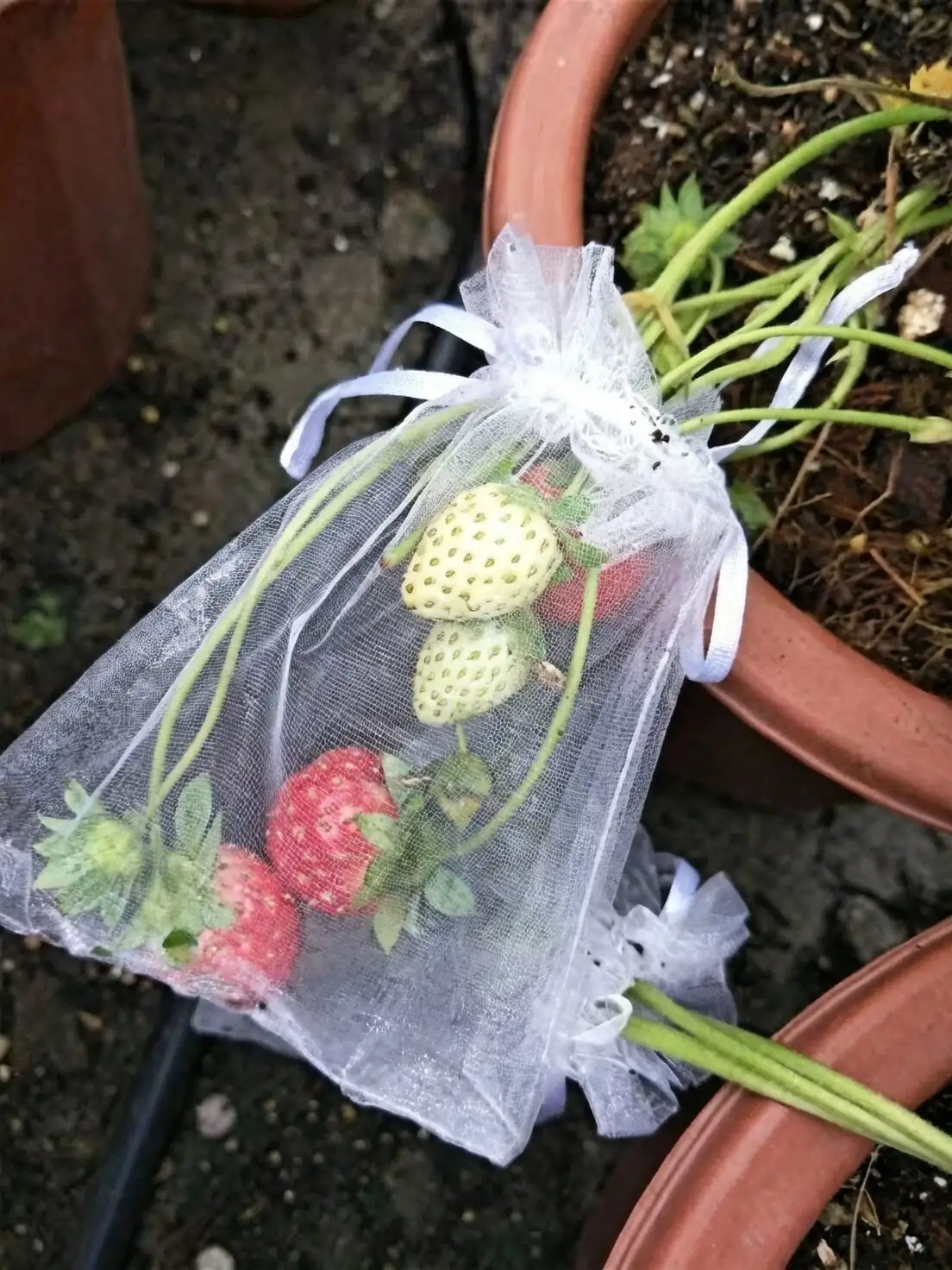 coralberry mesh bag over berries