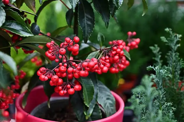 Shade-Loving Dream Team: Balcony Companions That Make Coralberry Shine