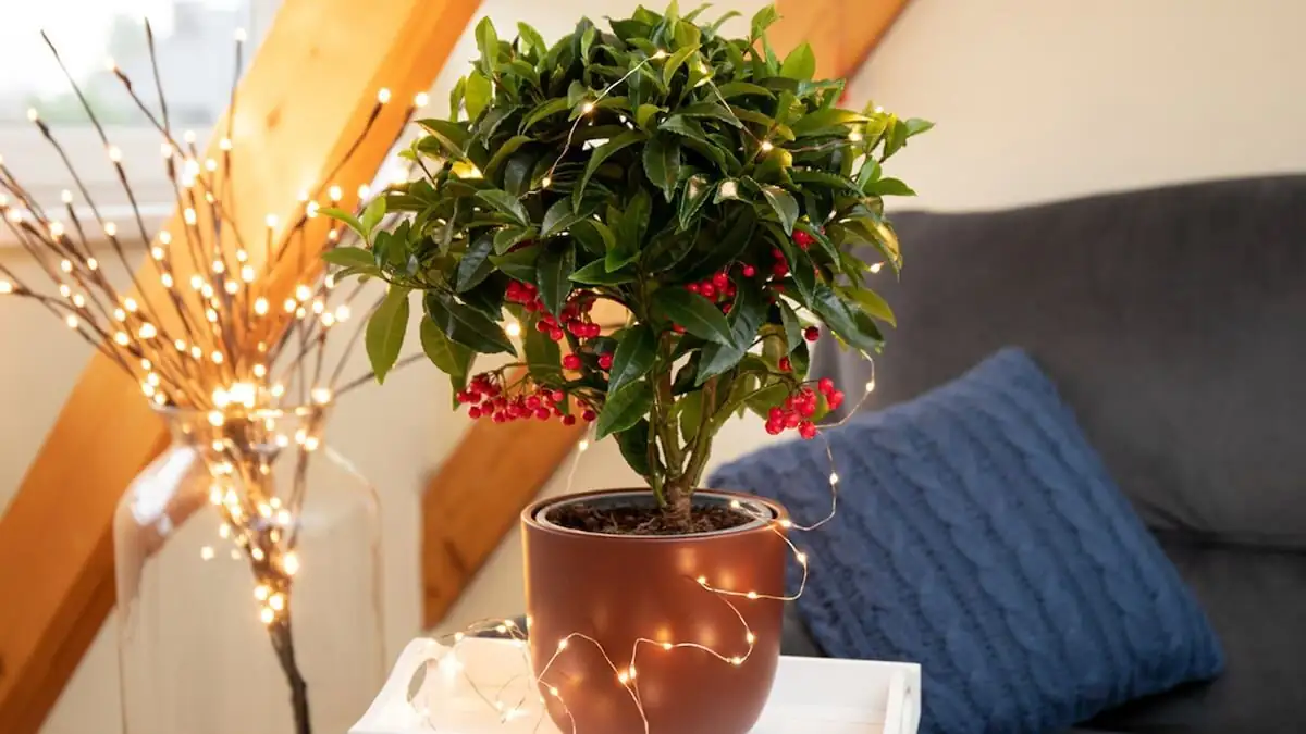 ardisia crenata high shelf east window