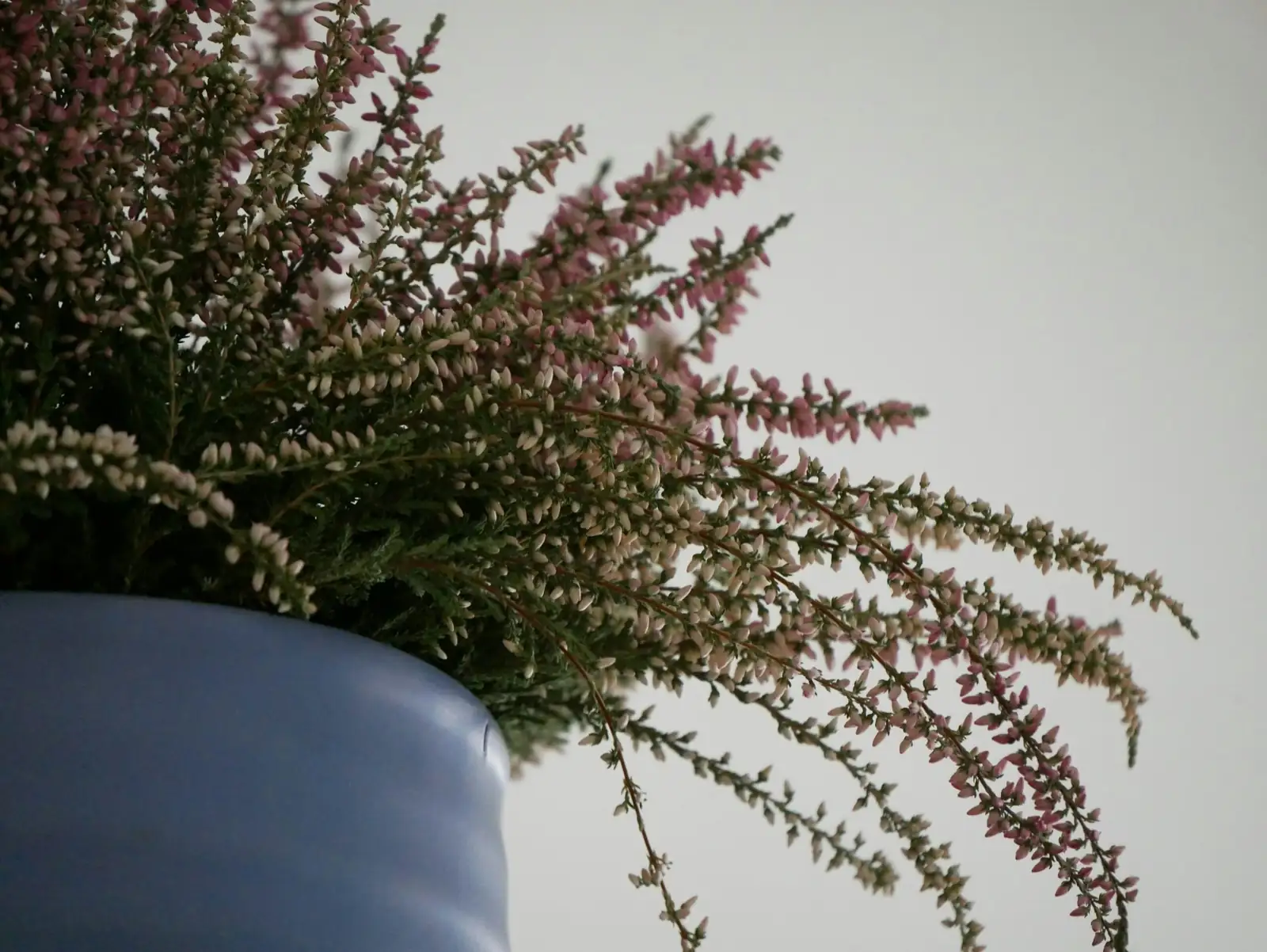 ardisia crenata heavy low ceramic pot