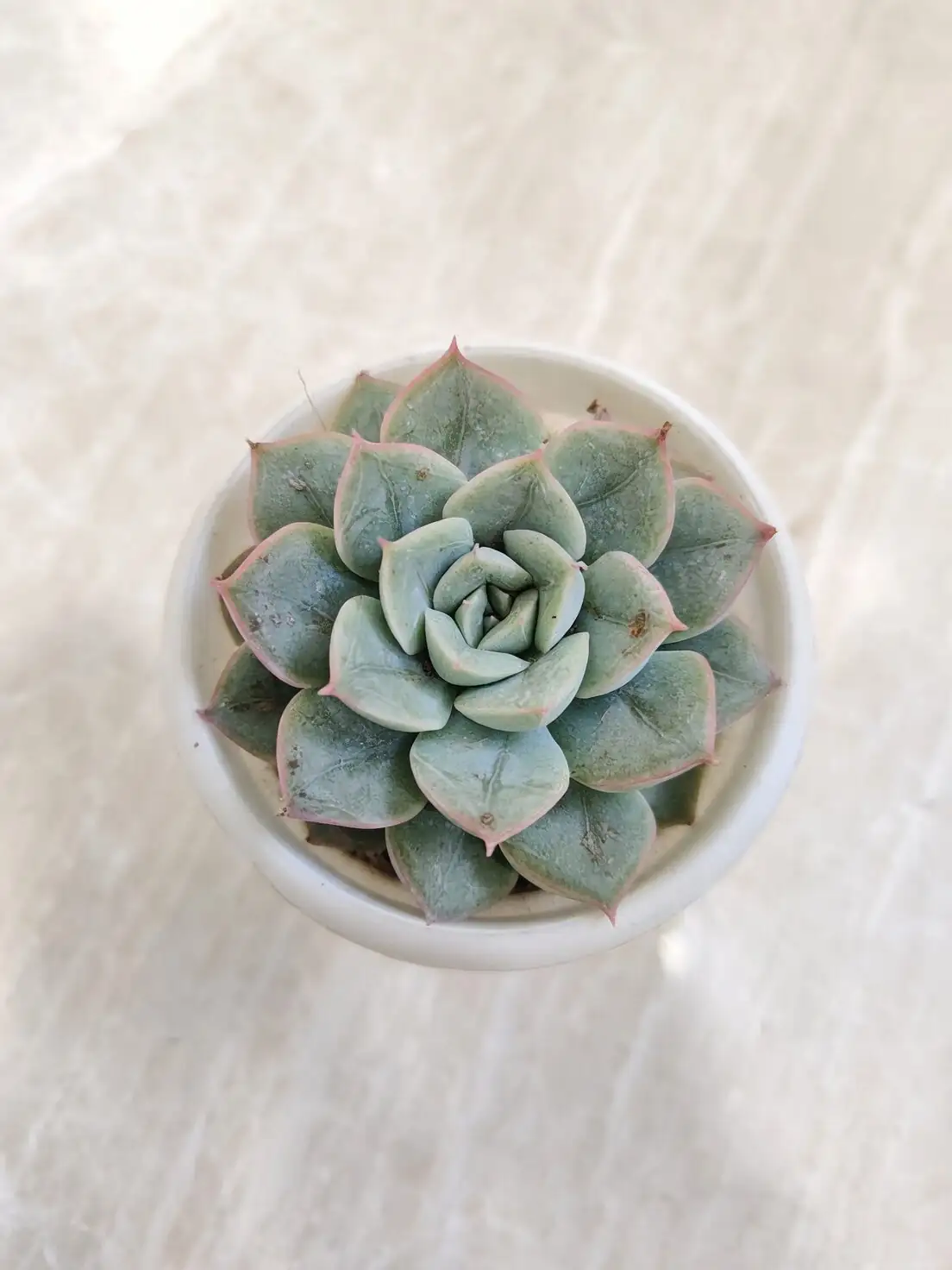 Soak, Shine, and Chill: A Zero-Guesswork Care Routine for Mexican Snowball (Echeveria elegans)