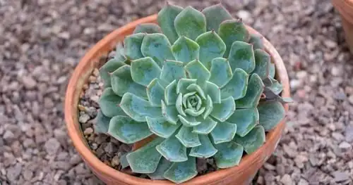 echeveria elegans watering soil perimeter