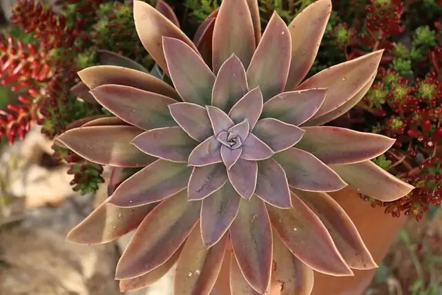 Tight Rosettes, No Stretch: Sun and Grow-Light Tuning for Echeveria elegans