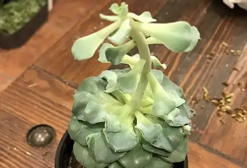 echeveria elegans stretching side-by-side