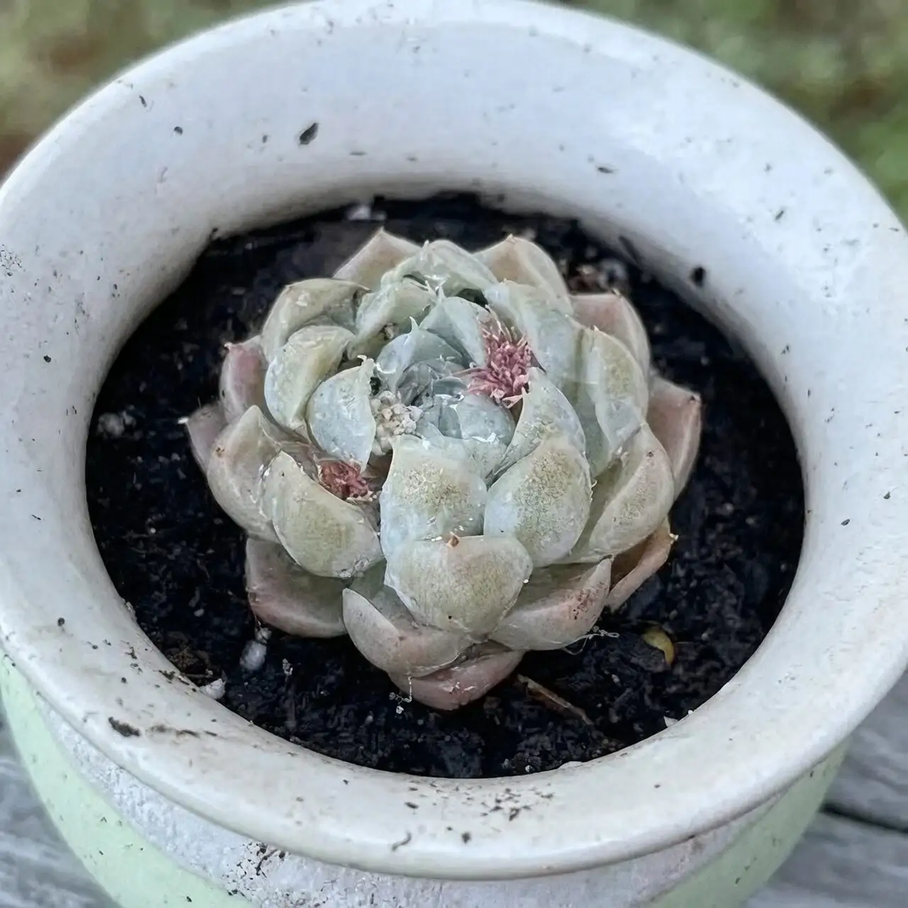 echeveria elegans LED grow light PPFD