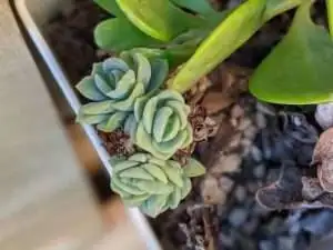 echeveria elegans beheading propagation