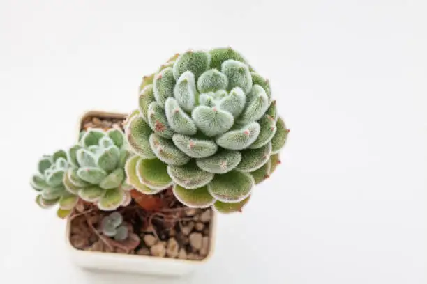 White Fuzz or Protective Frost? How to Spot and Defeat Mealybugs on Mexican Snowball