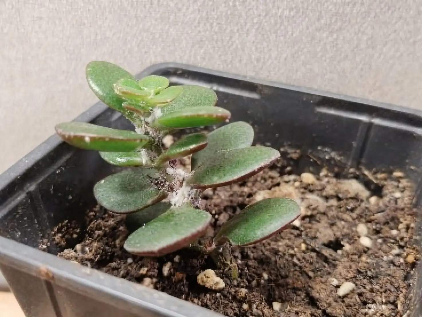 Echeveria elegans mealybugs in leaf axils