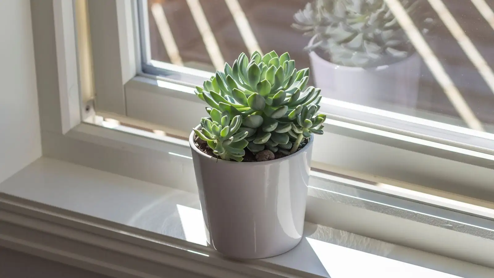 Echeveria elegans sunny windowsill terracotta pot