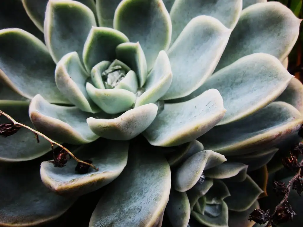 Rot Rescue: Save a Mushy Echeveria Before It Collapses