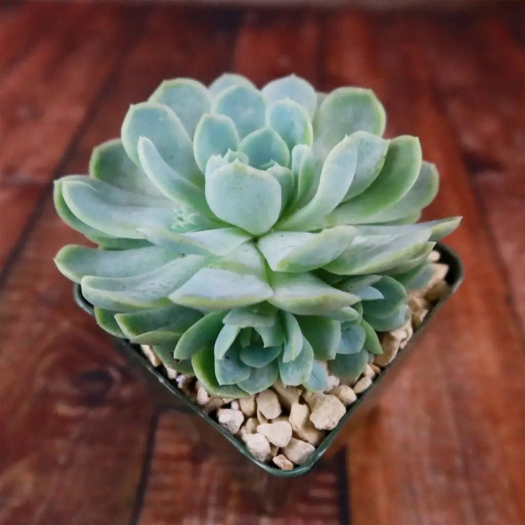 echeveria elegans dry start rerooting