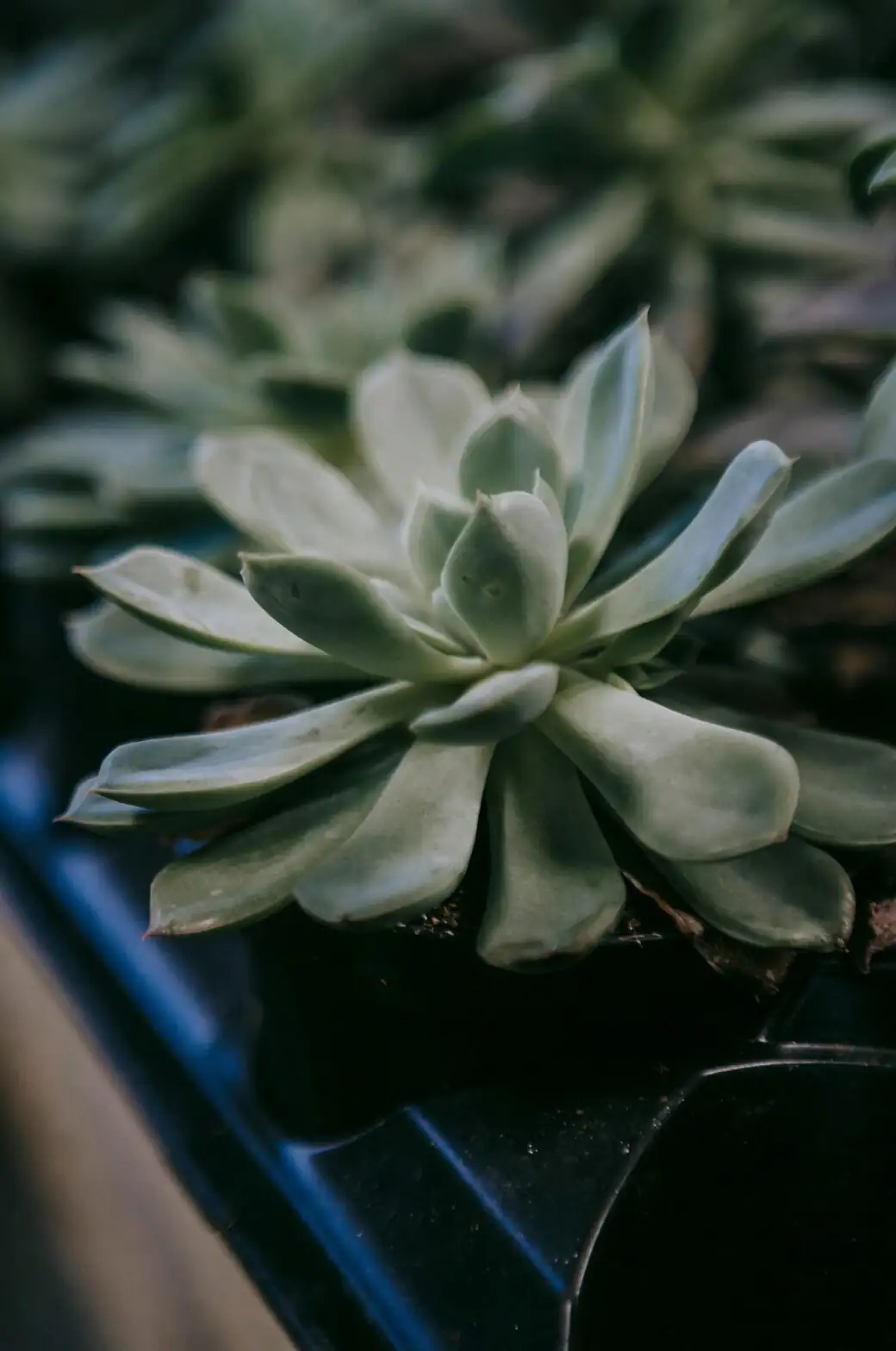 echeveria elegans botanical illustration plate