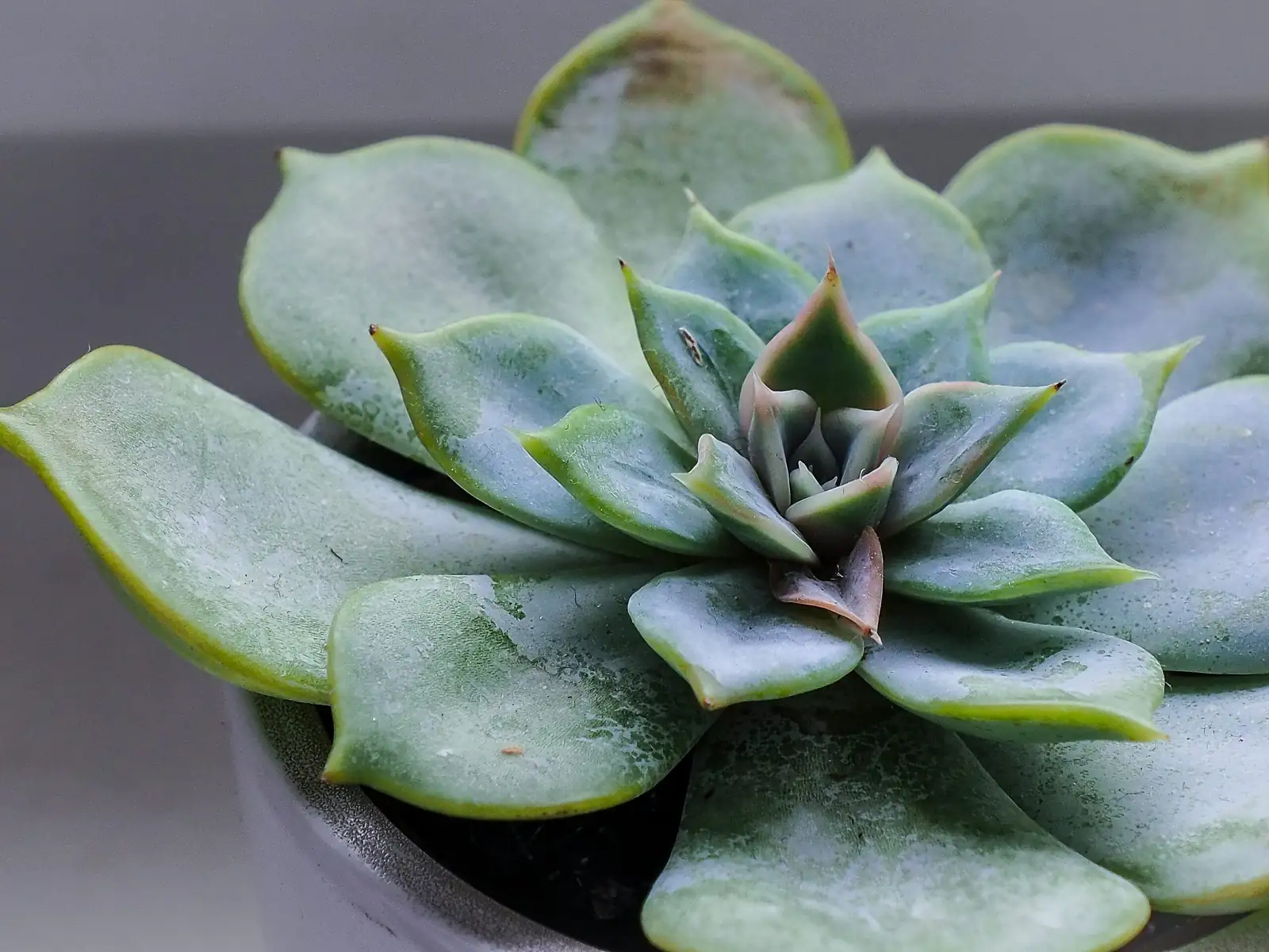 echeveria elegans offsets cluster pot