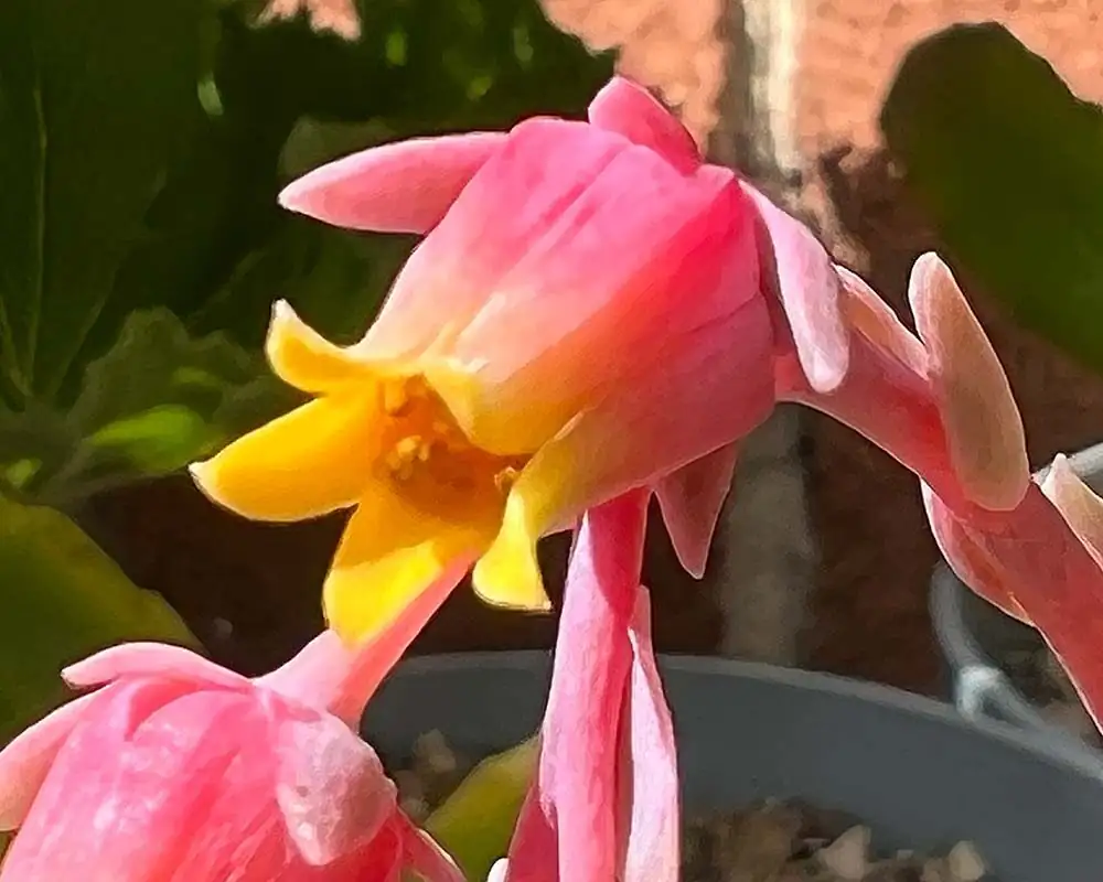 echeveria elegans flower stalks close-up